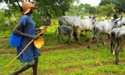 Farmer-Herder Tensions Escalate in Adamawa, Resulting in 3 Fatalities and 8 Injuries