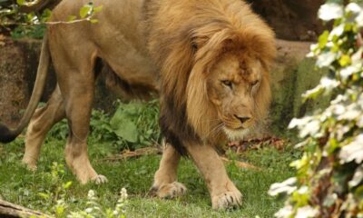 Tragic Incident: Lion Attacks, Kills Zoo Staff at Obasanjo's Zoo