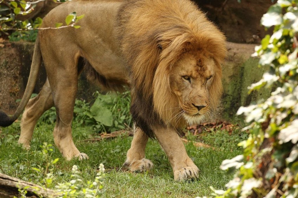 Tragic Incident: Lion Attacks, Kills Zoo Staff at Obasanjo's Zoo