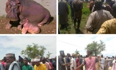 Emir of Yauri's Guard Killed in Hippopotamus Attack