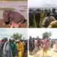 Emir of Yauri's Guard Killed in Hippopotamus Attack